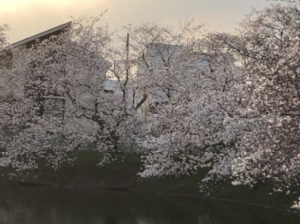 満開の桜🌸