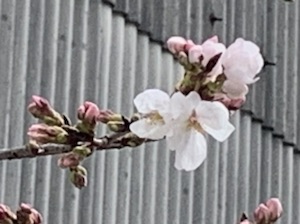 桜、開花♪(^з^)-☆