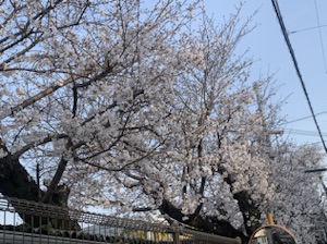 今日の桜♪