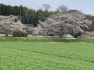 今日の桜♪