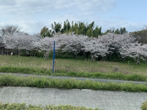 満開（＾Ｏ＾☆♪