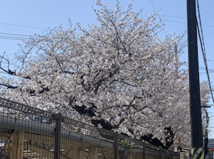 今日の桜便り♪