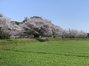 今日の桜♪