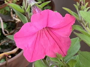晴ちゃんのお花畑(@^^)/~~~