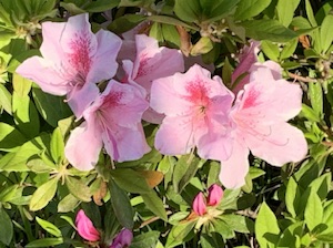 お祈りの時〜♪