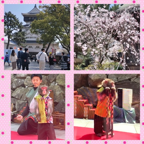 お花見🌸