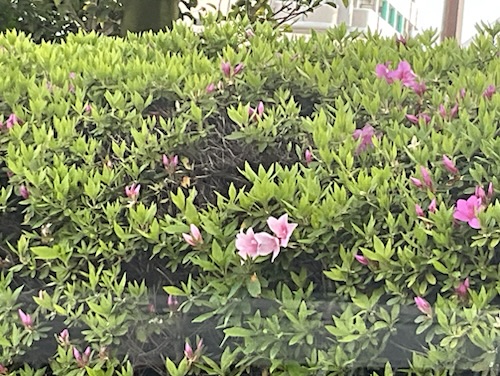 最後の
