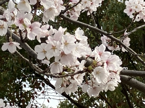 桜🌸サクラ🌸さくら🌸