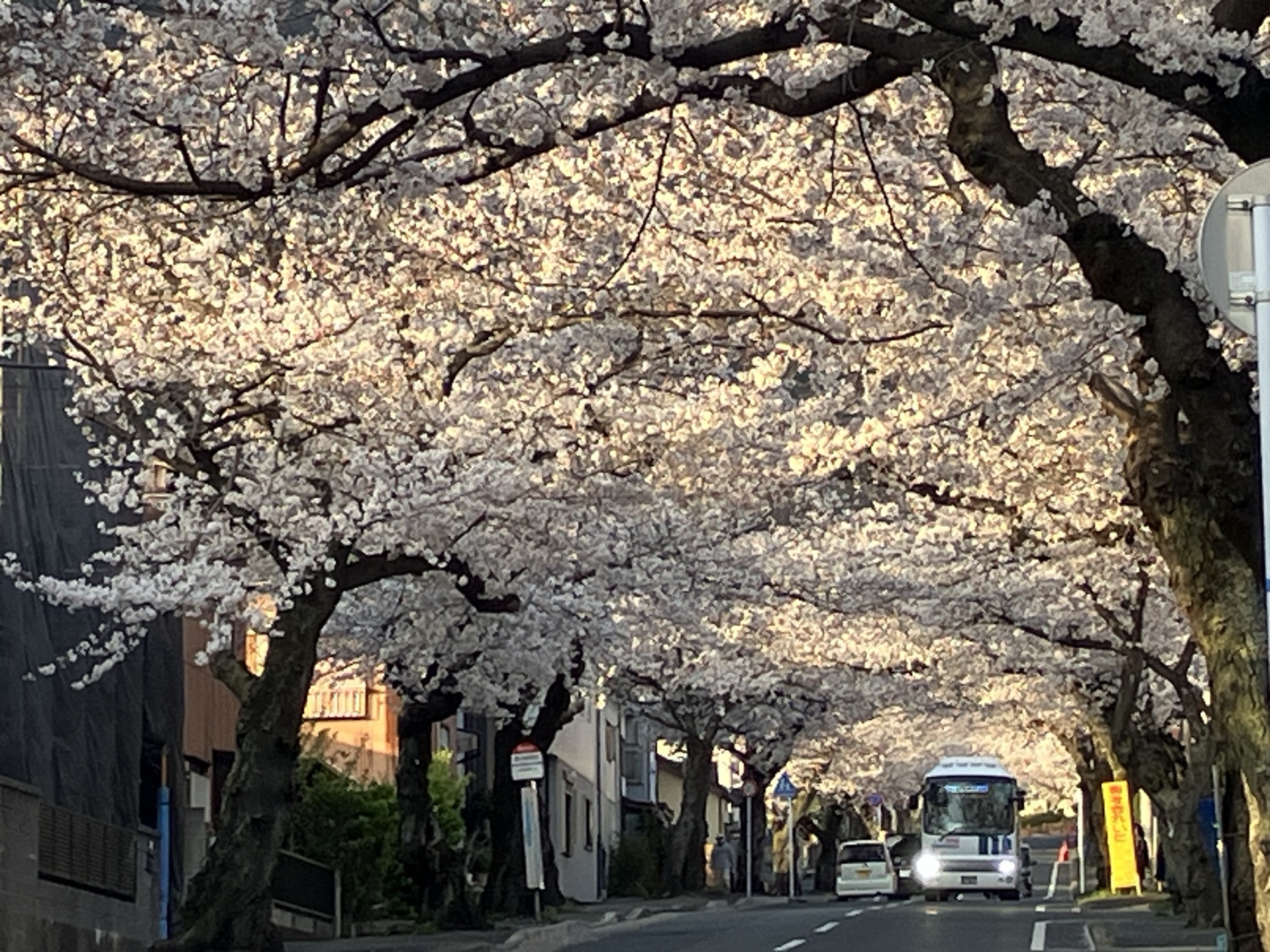 桜が満開🌸🌸🌸